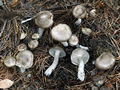 Hygrophorus agathosmus